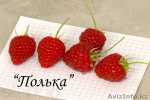 Саженцы ремонтантной малины из Польши - Изображение #1, Объявление #824128