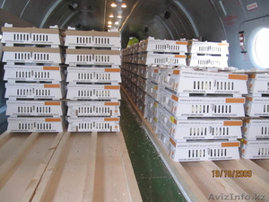 Инкубационное яйцо,  суточные цыплята