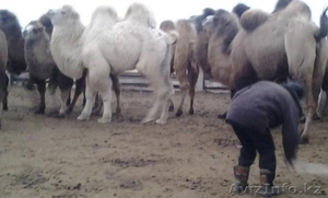 Продаем двугорбых верблюдов