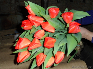 Тюльпаны оптом и в розницу к 8 марта - Изображение #2, Объявление #828308
