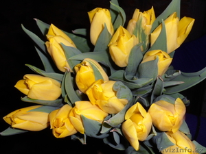 Тюльпаны оптом и в розницу к 8 марта - Изображение #3, Объявление #828308