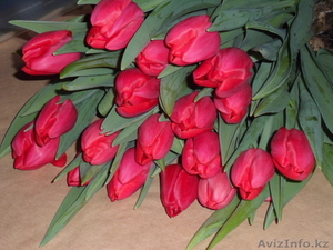 Тюльпаны оптом и в розницу к 8 марта - Изображение #4, Объявление #828308