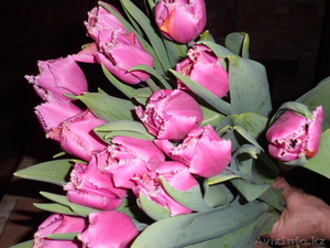 Тюльпаны оптом и в розницу к 8 марта - Изображение #6, Объявление #828308