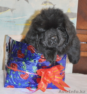 ньюфаундленда щенка продаю