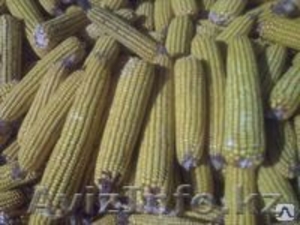 продам Кукуруза в початках - Изображение #1, Объявление #815175