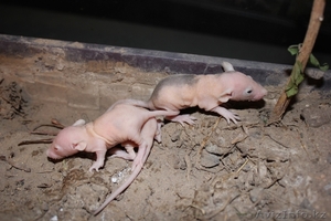 экзотические крысы сфинкс - Изображение #3, Объявление #839450
