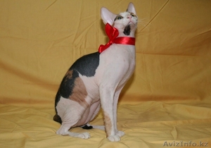 продам котят донского сфинкса - Изображение #7, Объявление #803342
