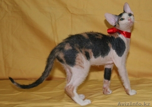 продам котят донского сфинкса - Изображение #3, Объявление #803342