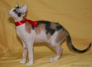 продам котят донского сфинкса - Изображение #4, Объявление #803342