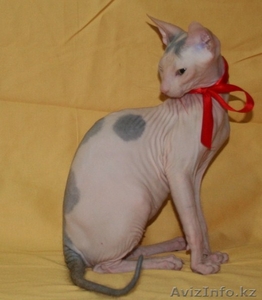 продам котят донского сфинкса - Изображение #1, Объявление #803342
