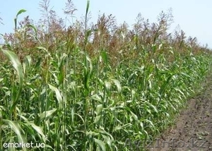  Качественные семена суданки - Изображение #1, Объявление #872223