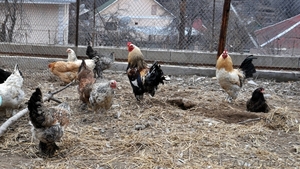 Цыплят, Инкубационные Яйца лохмоногих курей - Изображение #3, Объявление #869680
