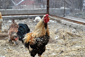 Цыплят, Инкубационные Яйца лохмоногих курей - Изображение #6, Объявление #869680