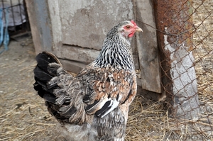 Цыплят, Инкубационные Яйца лохмоногих курей - Изображение #2, Объявление #869680