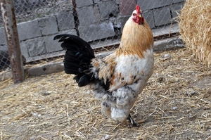 Цыплят, Инкубационные Яйца лохмоногих курей - Изображение #1, Объявление #869680