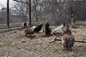 Цыплят, Инкубационные Яйца лохмоногих курей - Изображение #5, Объявление #869680