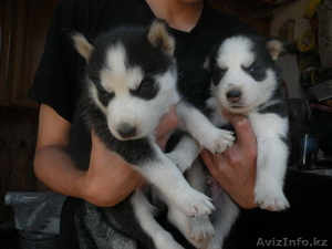 сладко хороший дом Сибирский хаски щенки.