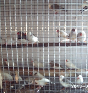 Продаю попугаев - Изображение #1, Объявление #882387