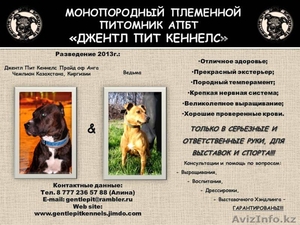 Высокопородные щенки американского питбультерьера с родословной - Изображение #1, Объявление #890019