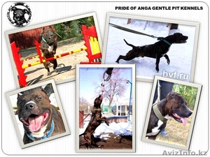 Высокопородные щенки американского питбультерьера с родословной - Изображение #2, Объявление #890019