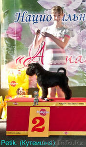 Хендлер в алматы(показ собак на выставке) - Изображение #5, Объявление #907516