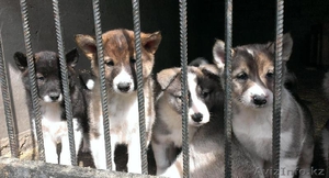 Продам щенков западно-сибирских лаек - Изображение #2, Объявление #894088