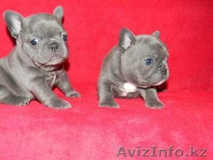 Синий французский продаются щенки - Изображение #1, Объявление #900017