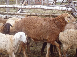 бараны и овцы гиссарских и эдильбаевских пород + козы - Изображение #2, Объявление #893736