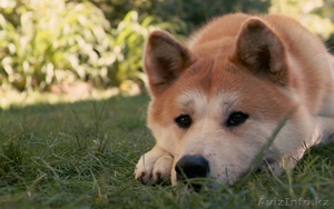 Собака Акита-Ину (Хатико) Скидка до 1 июня! Жми! - Изображение #1, Объявление #906362