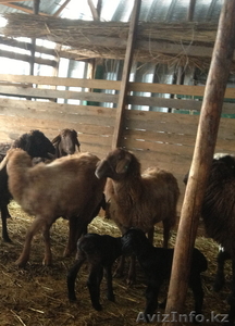бараны и овцы гиссарских и эдильбаевских пород + козы - Изображение #1, Объявление #893736