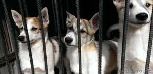 Продам щенков западно-сибирских лаек - Изображение #4, Объявление #894088