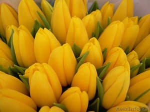 Луковицы тюльпанов - Изображение #1, Объявление #891685