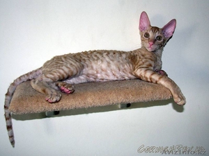 Кудрявые котята корниш-рекс - Изображение #3, Объявление #921625