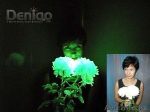 Светящиеся цветы FlowerLANDs в Алматы - Изображение #3, Объявление #932321
