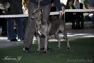 щенки кане корсо