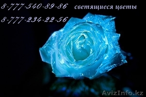 Светящиеся цветы FlowerLANDs в Алматы - Изображение #2, Объявление #932321