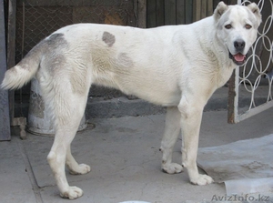 Продам собаку Азиаточка 3 года - Изображение #1, Объявление #941821