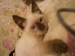 Отдам тайского котенка в добрые руки!!! - Изображение #2, Объявление #960572