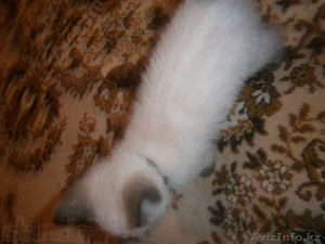 Отдам тайского котенка в добрые руки!!! - Изображение #4, Объявление #960572
