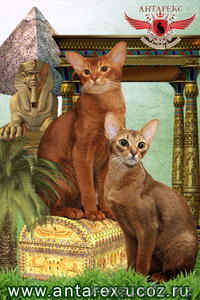 Абиссинские котята – домашние маленькие пумы.  - Изображение #1, Объявление #963578