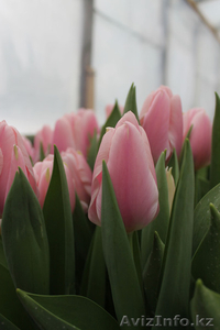 луковицы тюльпанов на выгонку от 33 тенге в наличии  - Изображение #3, Объявление #957574