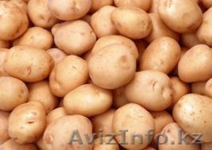 Картофель  ОПТОМ- 400 тонн - Изображение #1, Объявление #959611