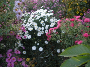 Продам садовые цветы - Изображение #3, Объявление #965901