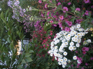 Продам садовые цветы - Изображение #5, Объявление #965901