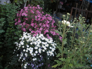 Продам садовые цветы - Изображение #6, Объявление #965901