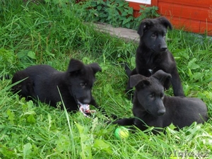 Щенки немецкой овчарки от черных родителей - Изображение #3, Объявление #963853