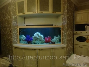 аквариумные рыбки в Алматы(КАЖДАЯ 10 РЫБКА БЕСПЛАТНО!) - Изображение #4, Объявление #759602