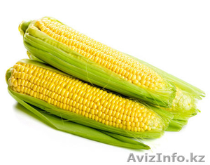 Кукуруза в початках изернах - Изображение #1, Объявление #969538