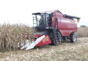 Кукурузы в початках - Изображение #1, Объявление #972430
