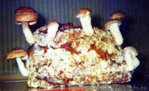 Мицелий съедобных грибов - Изображение #4, Объявление #979553